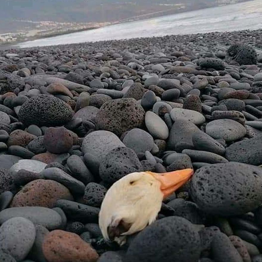 Hallan un pato decapitado en un playa de Güímar