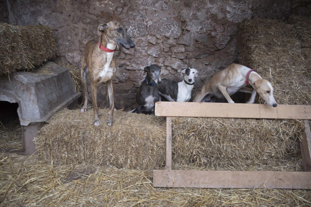 Cavalls i gossos a la torre Lluvià