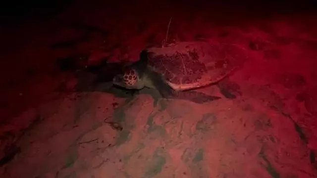 Así ha sido la puesta de la tortuga Mona: 96 huevos y el nido número 13 en Dénia (vídeo)