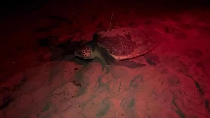 Así ha sido la puesta de la tortuga Mona: 96 huevos y el nido número 13 en Dénia (vídeo)