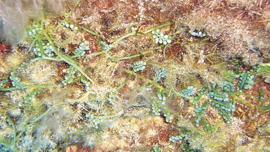 &#039;Caulerpa racemosa&#039;, una de las peores especies invasoras del Mediterráneo.