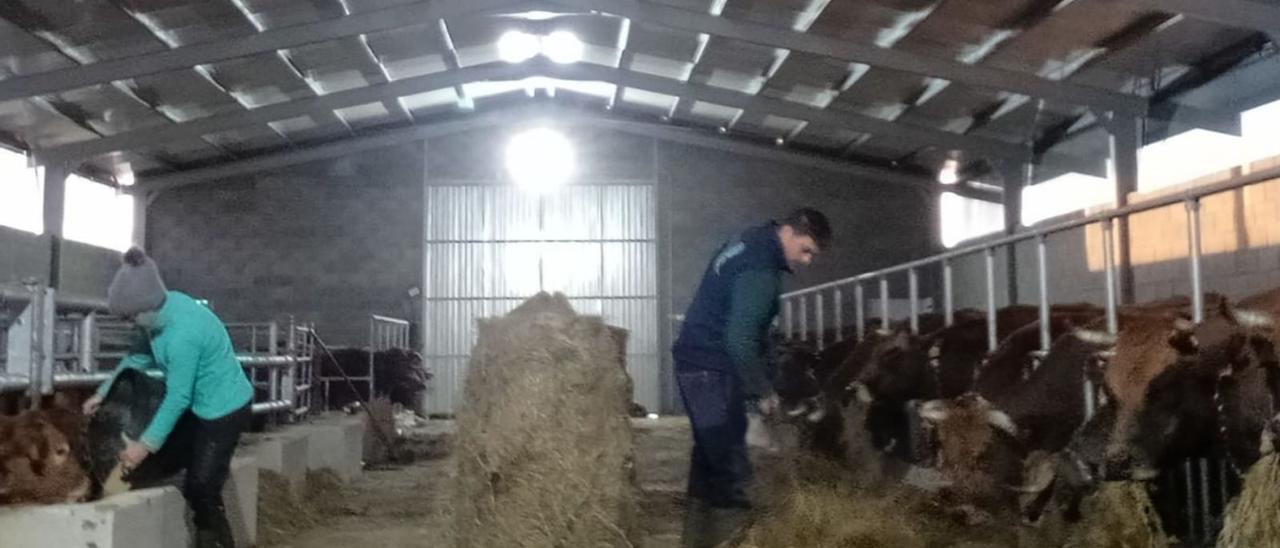 Amparo Fernández y Pedro Rodríguez, trabajando en su ganadería de San Martín  de Oscos.| A. F.