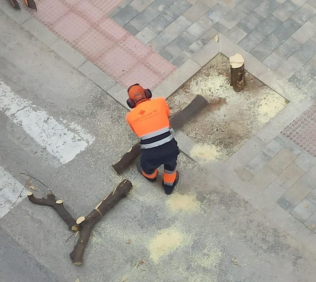 Un operario tala un árbol.