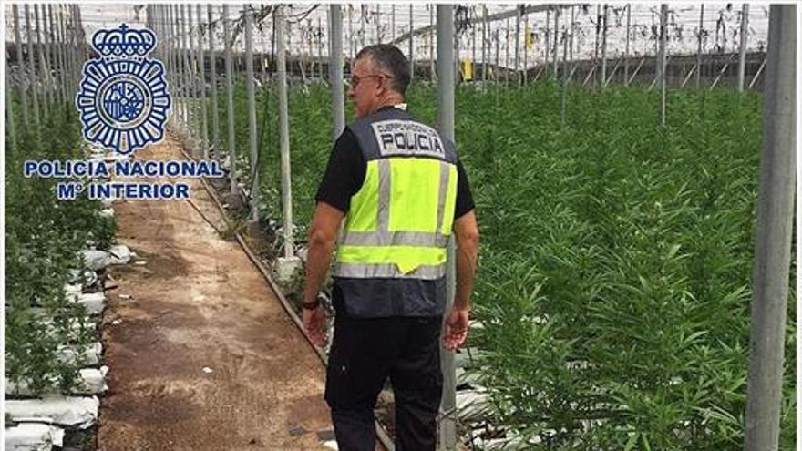 Incautadas 26.000 plantas de marihuana EN MOTRIL