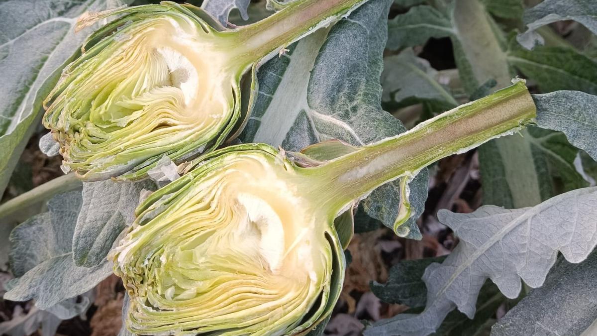 El hielo, producido por las bajas temperaturas, se adentraba incluso en el corazón y tallo de las alcachofas.