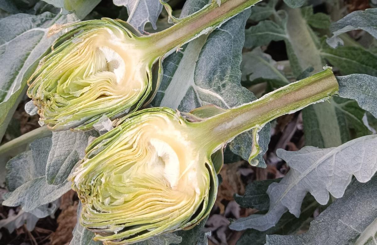 El hielo, producido por las bajas temperaturas, se adentraba incluso en el corazón y tallo de las alcachofas.