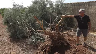 La agricultura de Morvedre sufrió casi 850.000 euros en daños en 2024