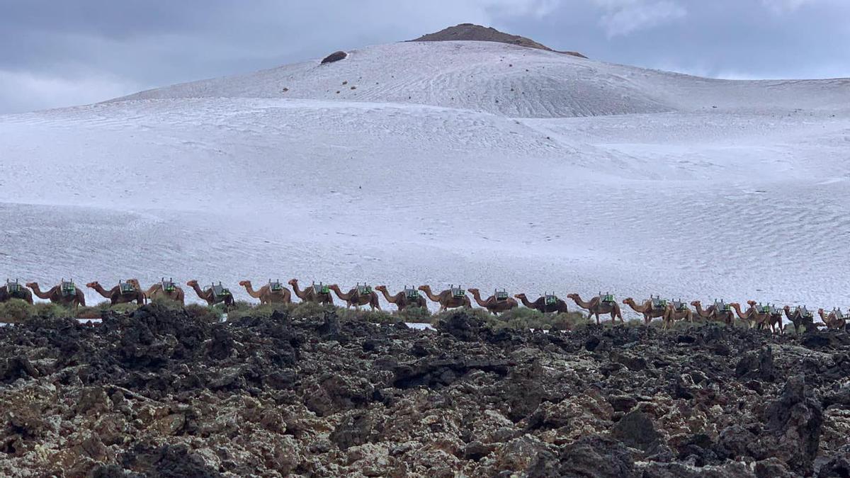 Caravana de camellos en el Parque Nacional de Timanfaya con la granizada que cayó el 4 de febrero de 2023.