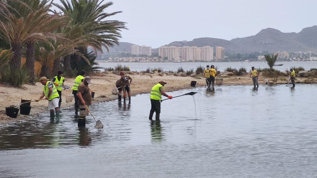 Bomberos forestales recogiendo peces muertos en la Playa de La Gola. / L.O.