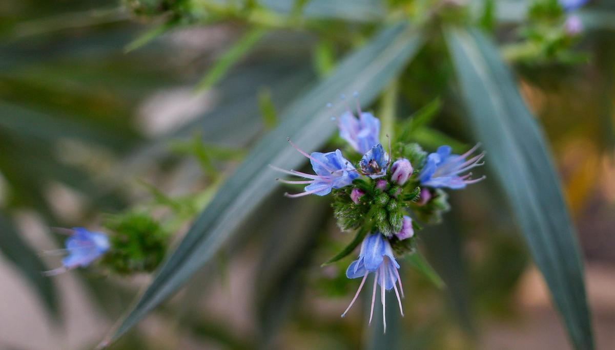 El Jardín Botánico de València está de moda