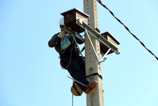 Campanya per protegir el gaig blau