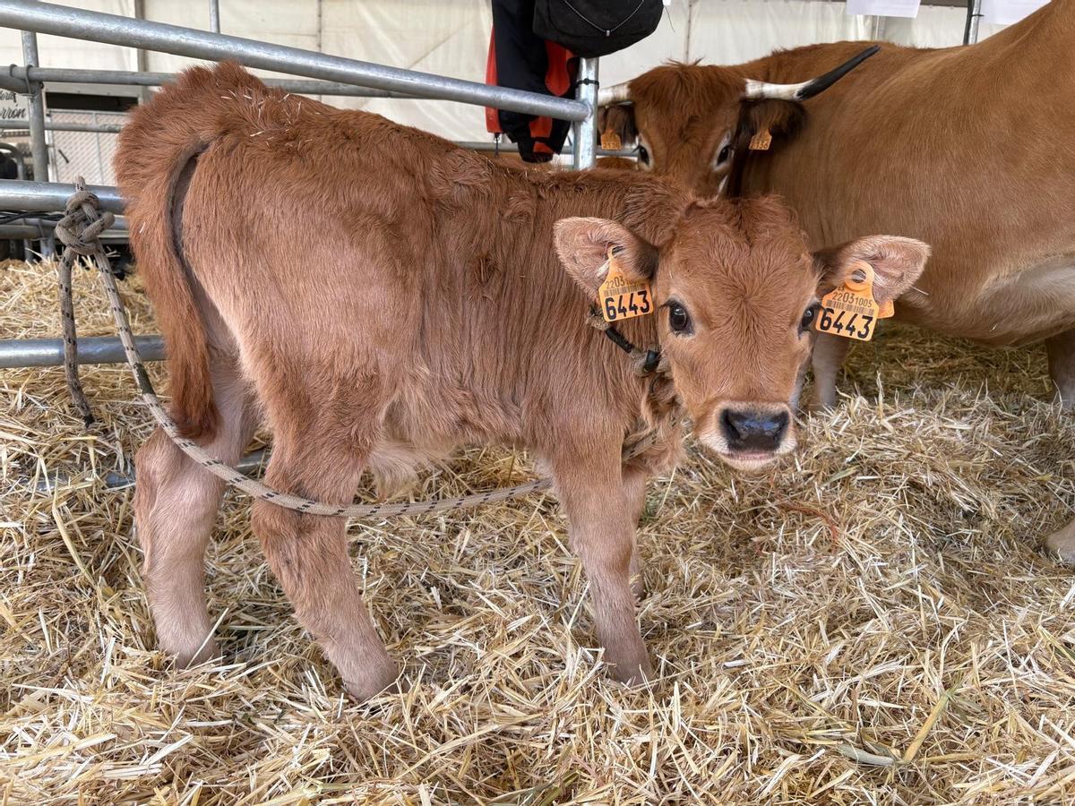 Animales en el certamen