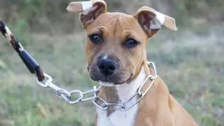 Los collares que ya no le puedes poner a tu perro por la nueva Ley de Bienestar Animal