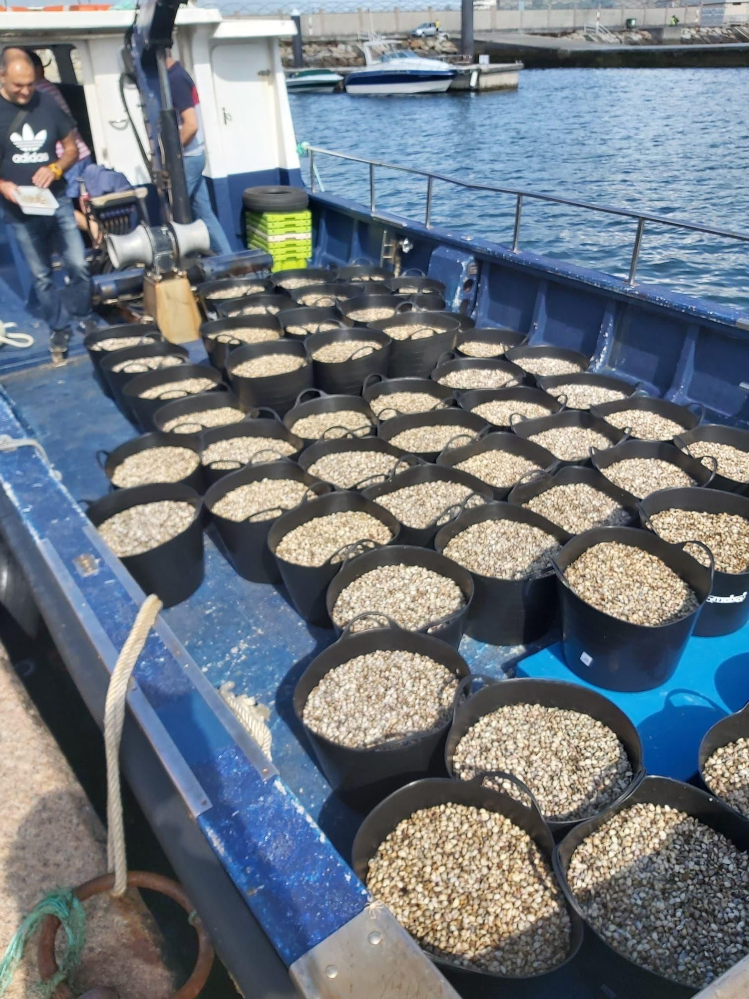 Almeja lista para ser sembrada, en Cambados.