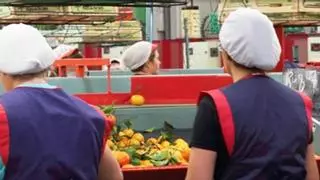 Impagos en Agribur: la citrícola adeuda la cosecha a un grupo de agricultores de Castellón