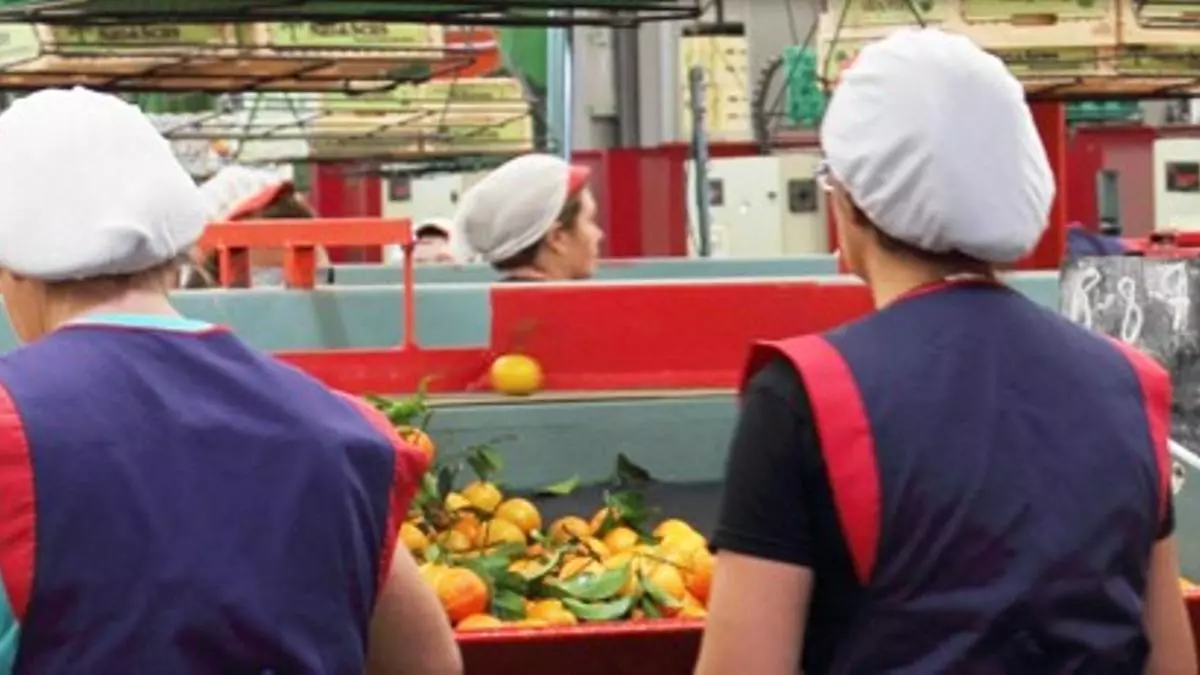 Impagos en Agribur: la citrícola adeuda la cosecha a un grupo de agricultores de Castellón