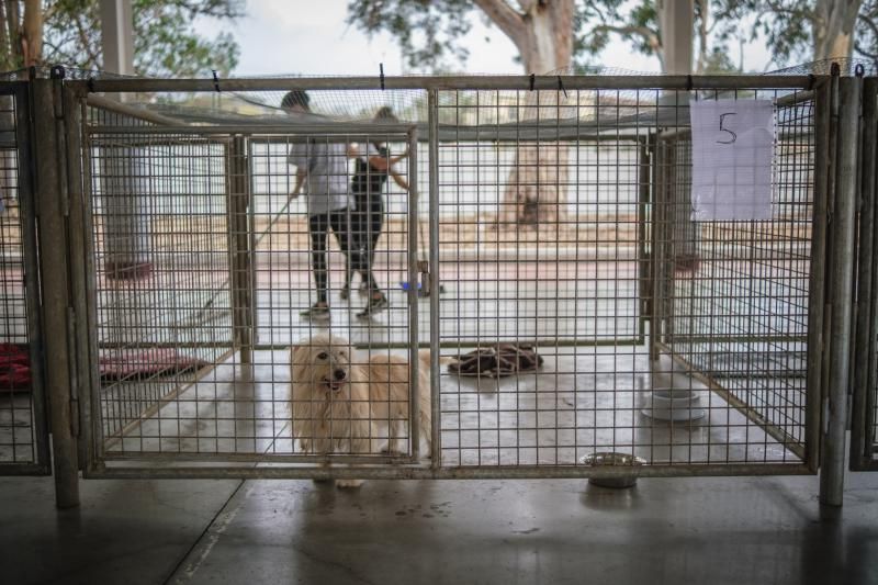 Volcán en Canarias: recogida de animales afectados por la erupción