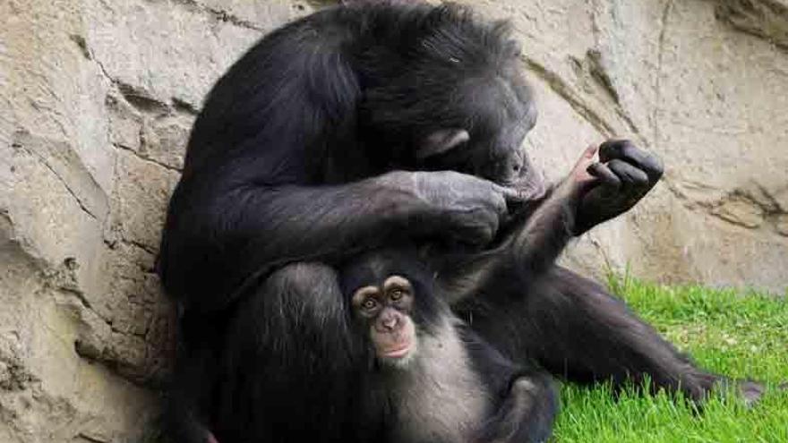 ‘Djibril’, el pequeño chimpancé huérfano de Bioparc Fuengirola
