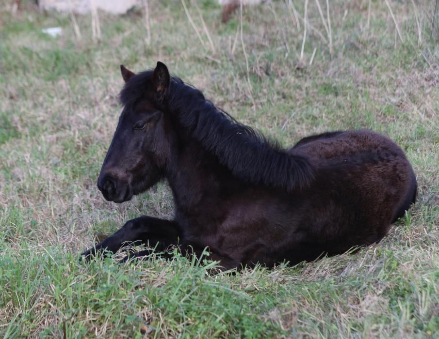 Nace en Oia el primer criadero de caballos gallegos de pura raza de la Serra da Groba