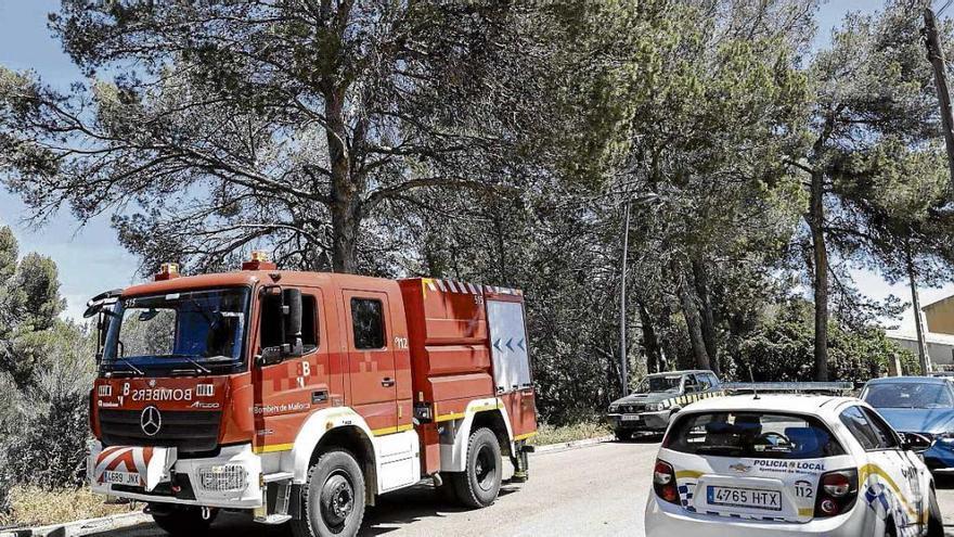 Arde un pino junto a Festival Park