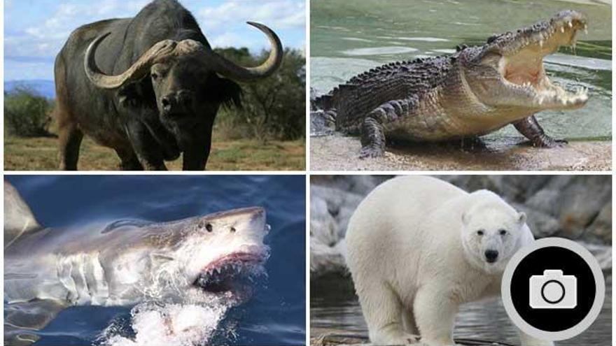 Algunas de las especies más mortíferas.