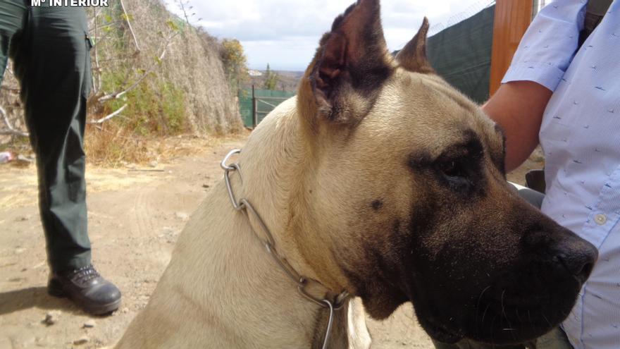 Investigan a una veterinaria por cortar las orejas a tres cachorros de presa canario en Canarias