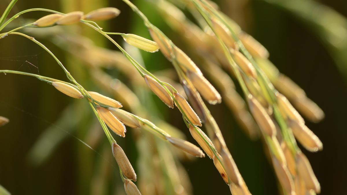 Herbicida para el control de malas hierbas de hoja ancha, ciperáceas y gramíneas en el cultivo de arroz