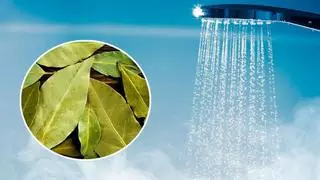 Poner una rama de laurel en la ducha: la solución que se extiende a la hora del baño