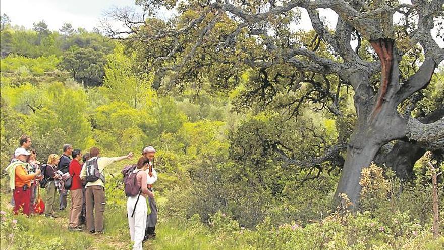 El 29 d’abril pavías celebrarà el ‘seu’ dia de l’arbre