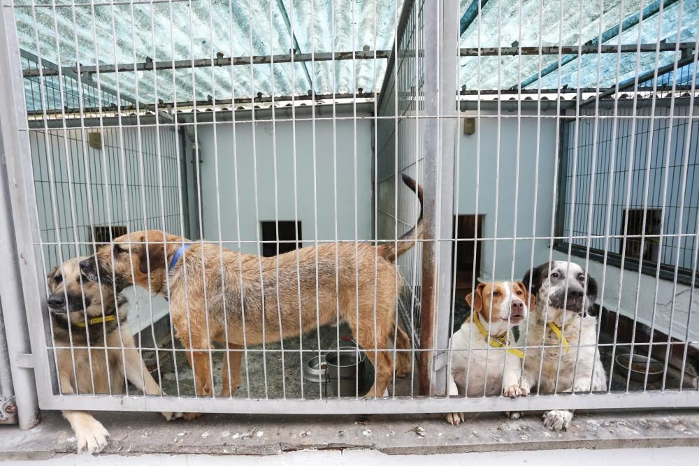 El abandono de perros se dispara por el verano