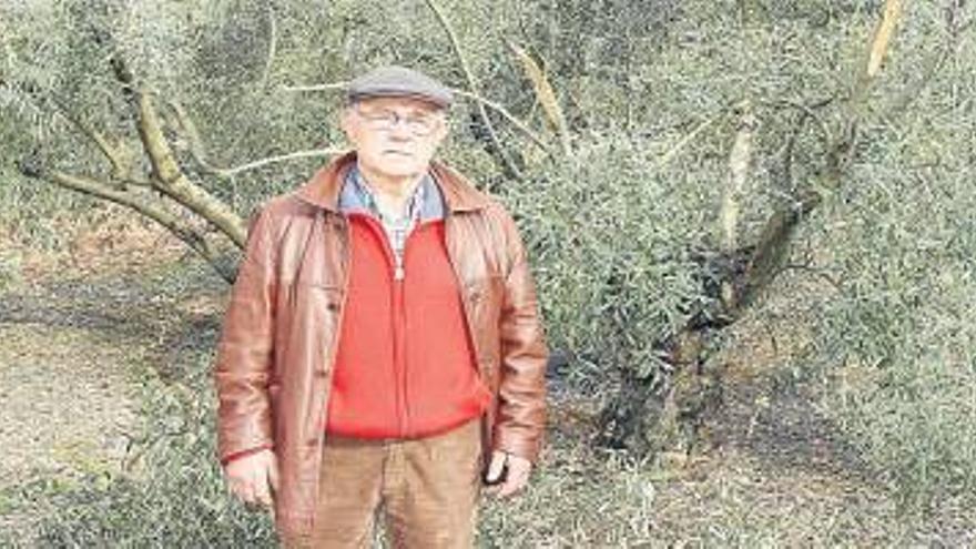 Roban más de 12 toneladas de aceituna y destrozan un olivar