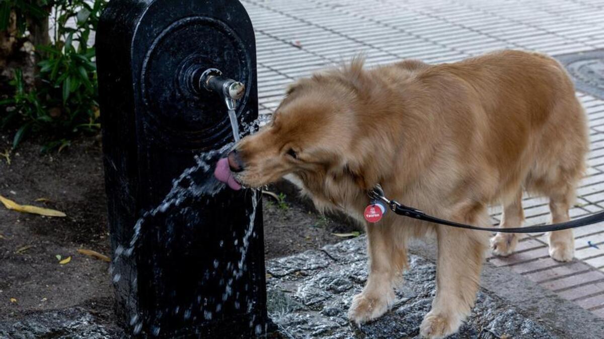 Un perro bebe agua de una fuente
