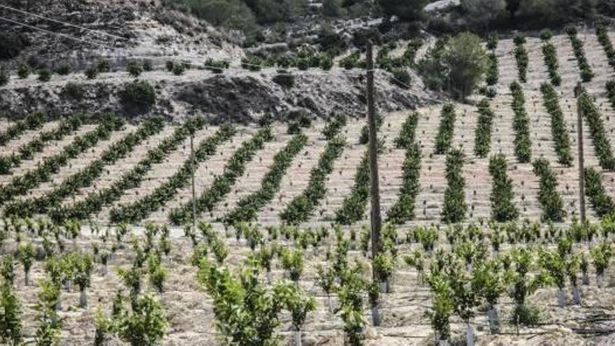 Dehesa de Campoamor y Sierra Escalona donde proliferan las explotaciones agrícolas.