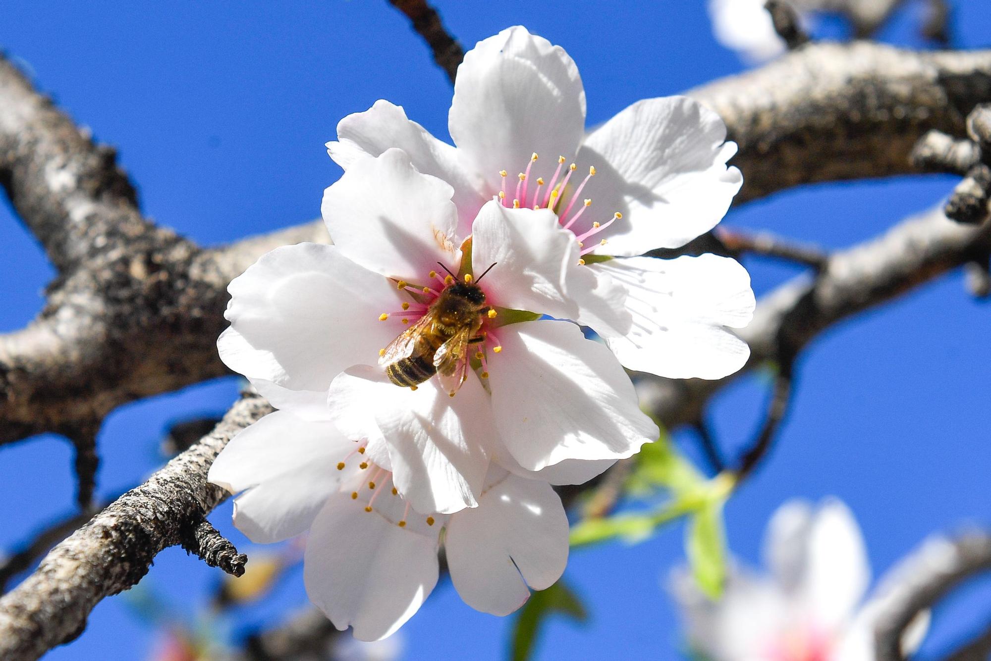 Almendros en flor en Tejeda - La Provincia