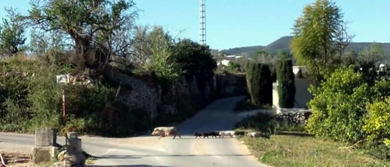 Capturan a 48 cerdos vietnamitas en Xàbia y confinan a 20 para evitar que se crucen con jabalíes