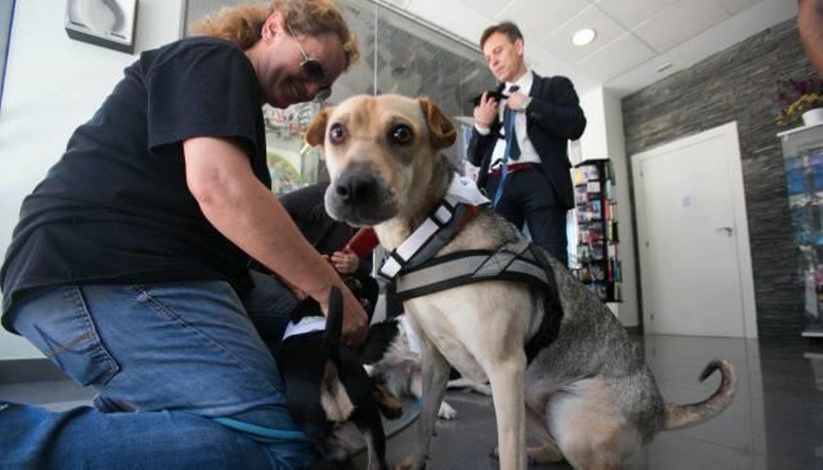 Los apartamentos Alicante Hills aceptan mascotas y colaboran con la protección animal.