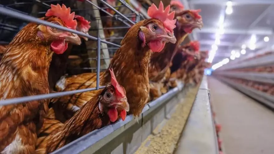 En la provincia de Cáceres se contabilizan más de 180.000 gallinas ponedoras, ubicadas en unas 219 explotaciones.