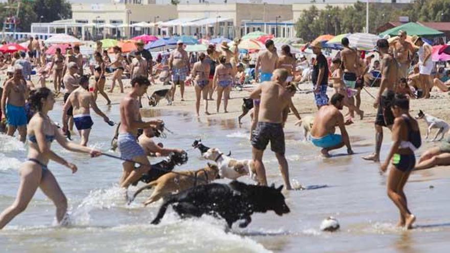 La playa de Pinedo recibe la visita de  más de 10.500 perros en su primer verano