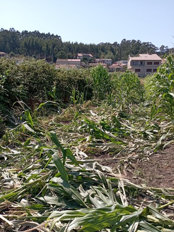 Una de las plantaciones de maíz afectadas.