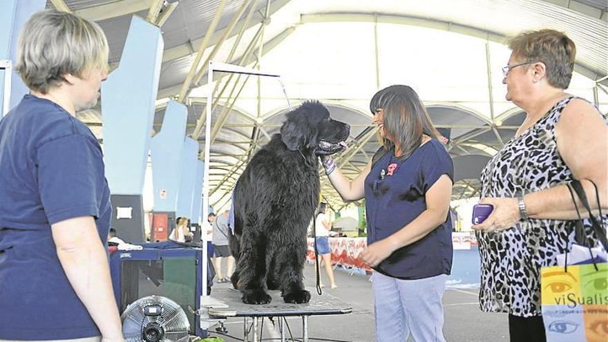 Un campeonato de belleza reúne en Castellón a 1.300 perros de 250 razas