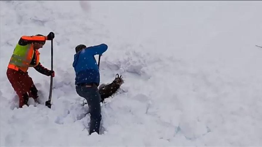 Temporal de nieve en Austria con el rescate de un rebeco sepultado por un alud