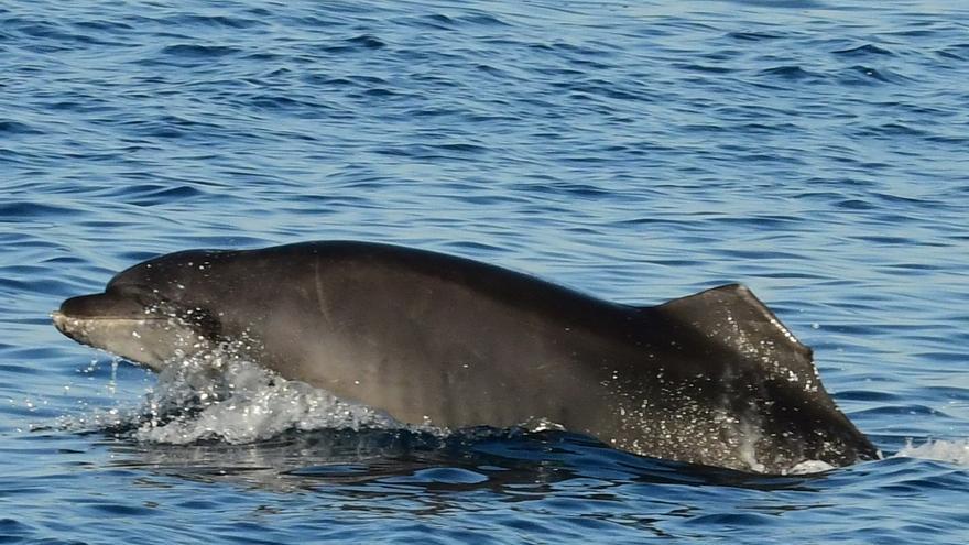 Anse localiza casi dos años después al delfín mular &#039;Aleta amputada 9&#039;