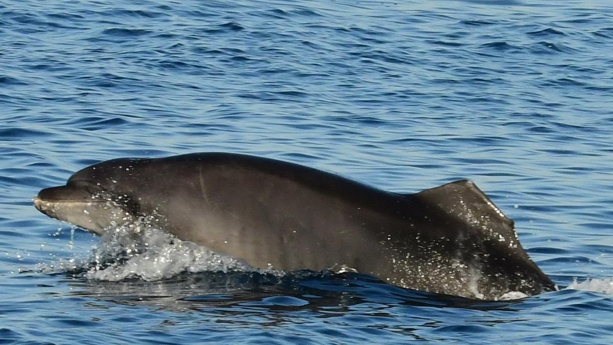 Anse localiza casi dos años después al delfín mular 'Aleta amputada 9' - La  Opinión de Murcia