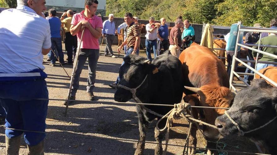 Los terneros protagonizaron la Feria de San Miguel en Amieva.