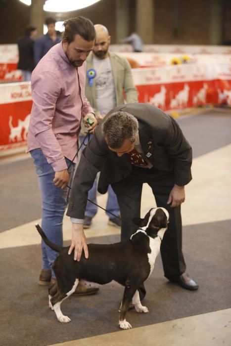 XXI Exposició Internacional Canina