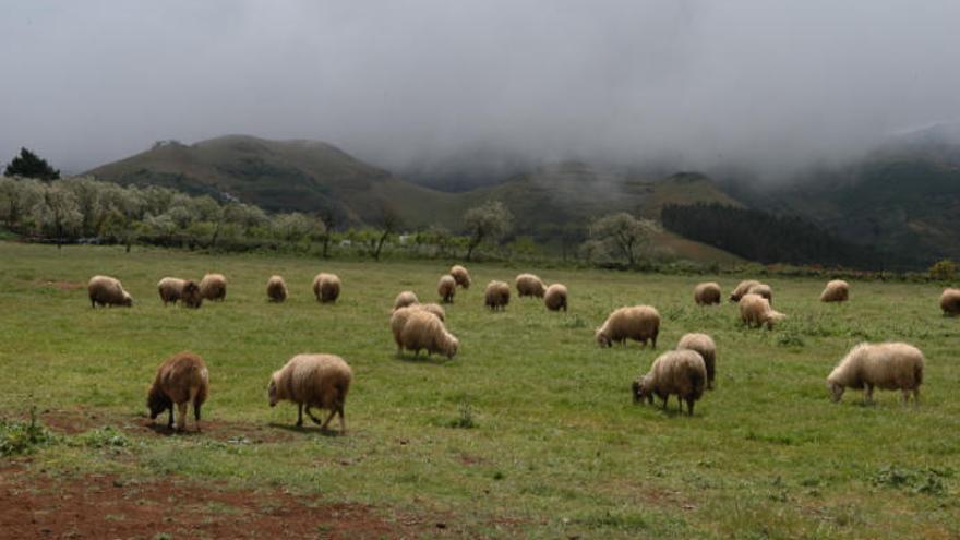 Ovejas pastando en las medianías del norte de Gran Canaria