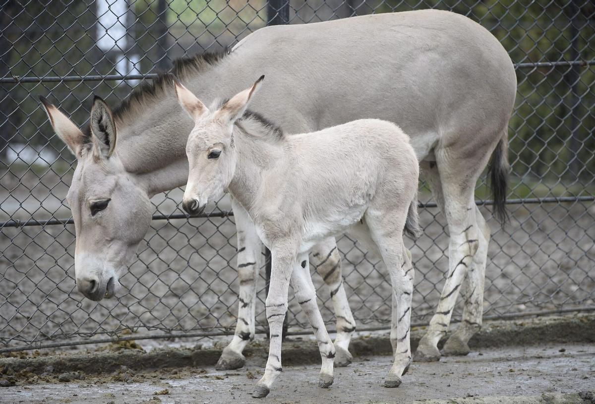Imagen de archivo de un burro con su cría.