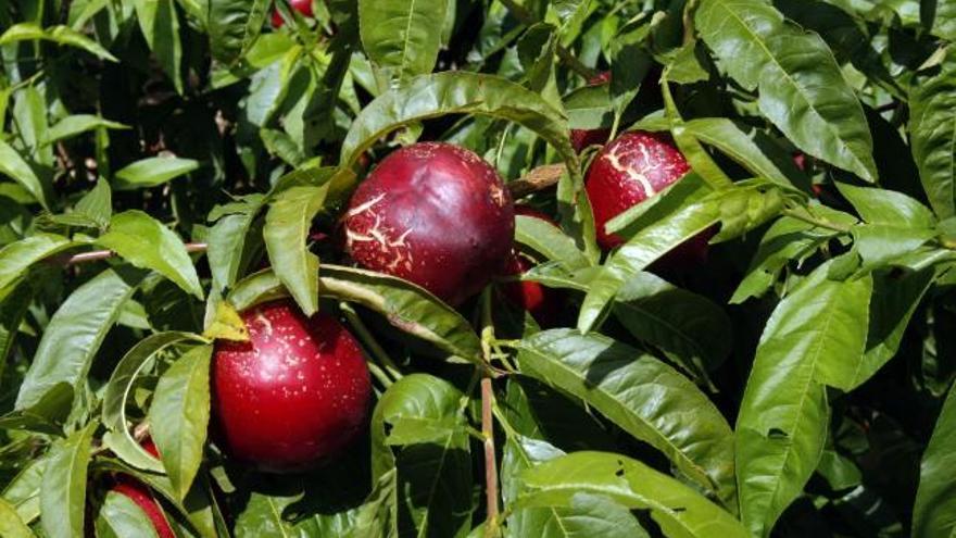 Nectarinas dañadas en un campo de Llombai.