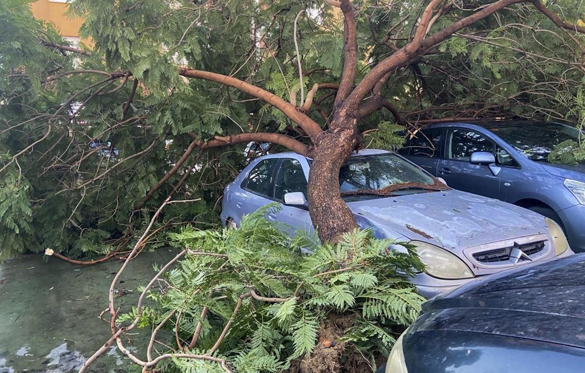 Imagen de los daños provocados por la borrasca Bernard en Andalucía, y que ha arrancado árboles de cuajo a su paso por localidades como Lepe (Huelva).