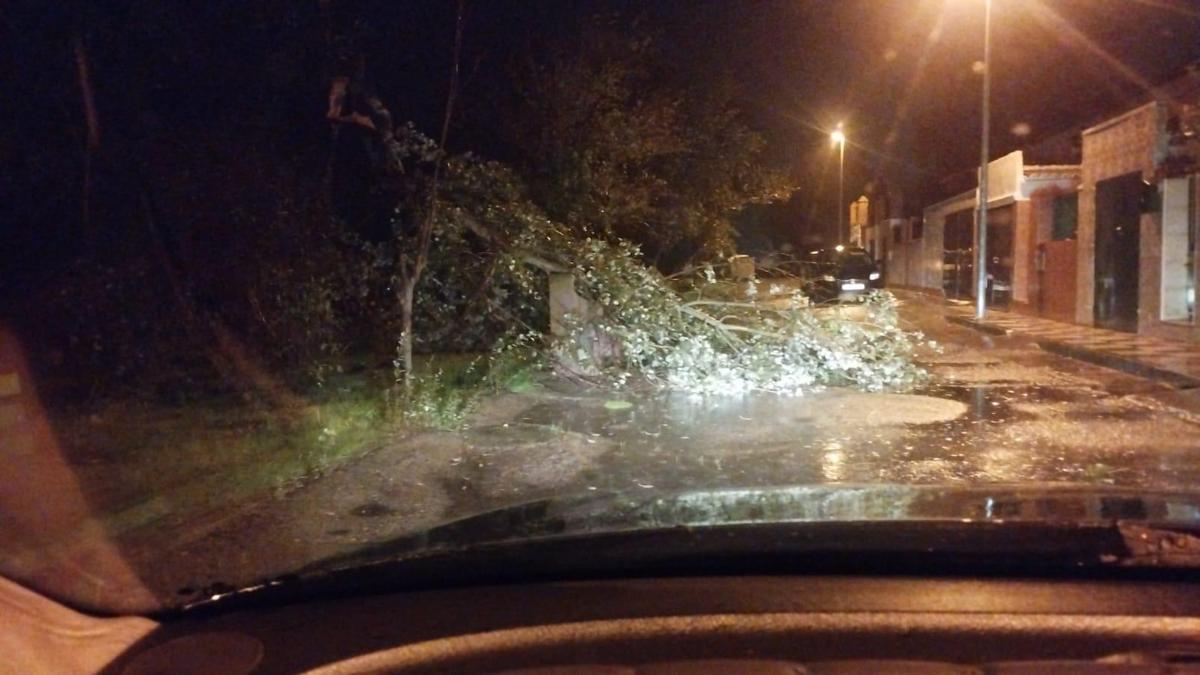 Árbol caído como consecuencia del fuerte viento la noche del jueves en Peñarroya-Pueblonuevo.